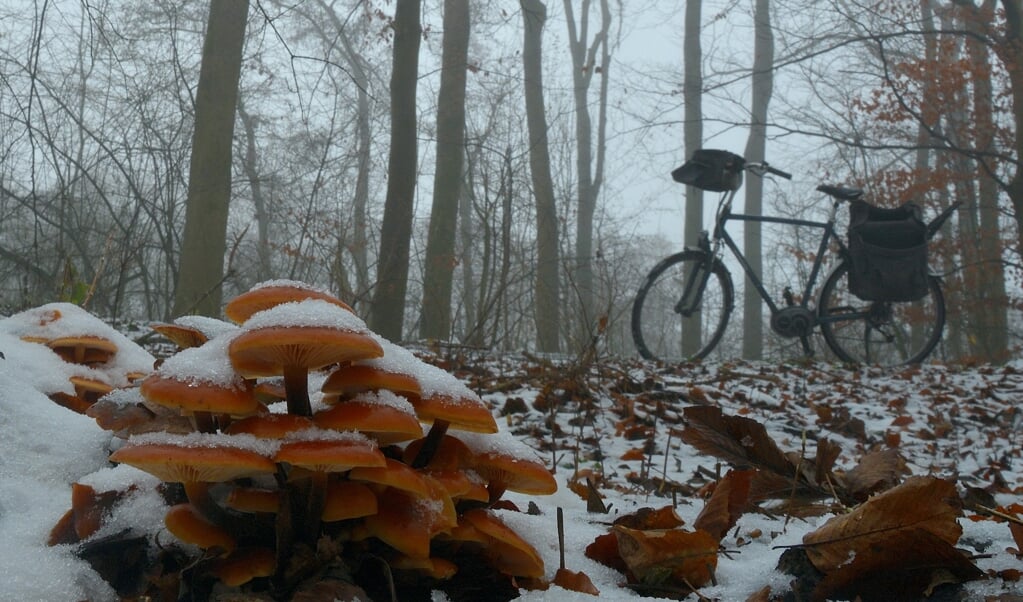 Fluweelpootjes met een besneeuwd dakje.