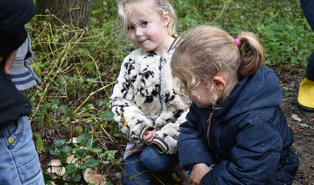 we hebben paddenstoelen gevonden