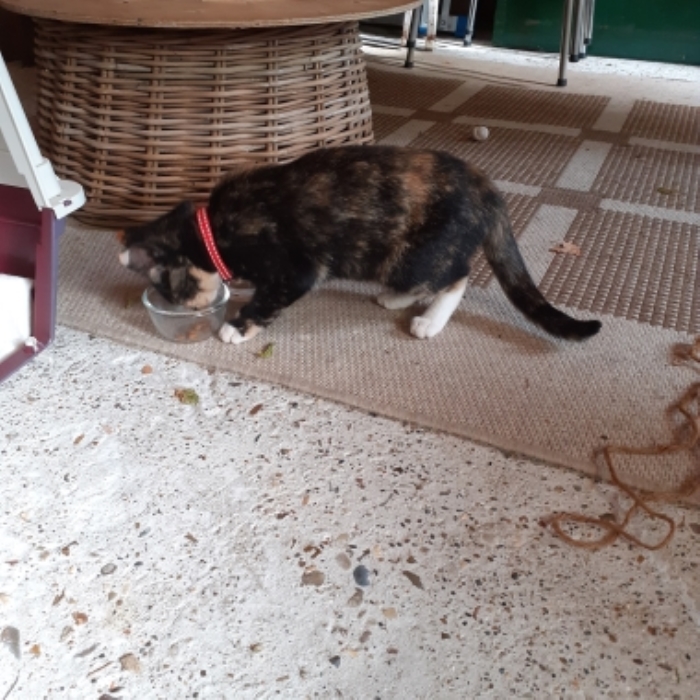 Gevonden poes Kuiterstraat Putten
