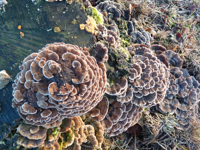 weet u welke boomzwam dit is?