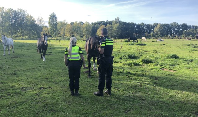 De paarden komen poolshoogte nemen als de agenten over het prikkeldraad zijn geklommen.