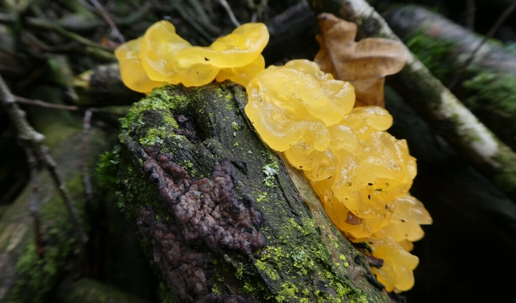 Een gele trilzwam parasiteert op paarse eikenschorszwam.