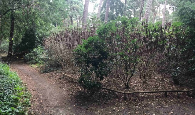De, ooit zo vermaarde, Heidetuin ligt er triest bij.
