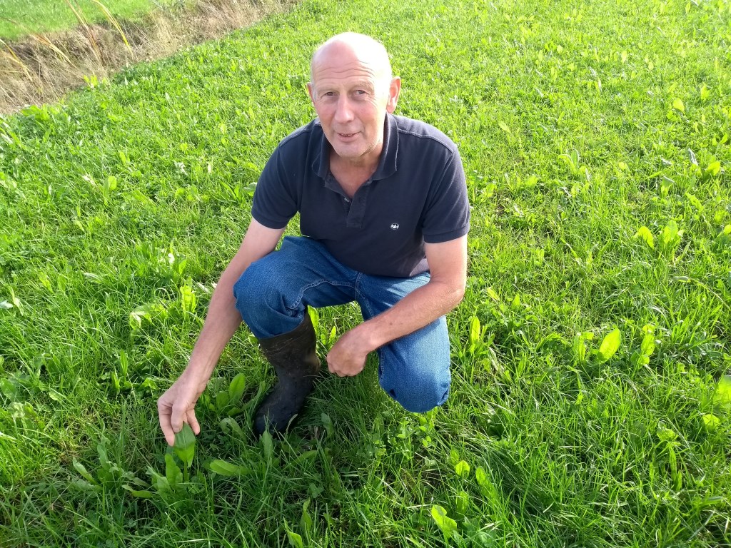Wim van den Hengel: Kijk. Cichorei. Ik heb de indruk dat dit plantje Ridderzuring verdringt.''