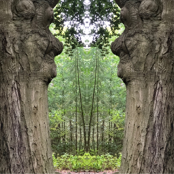 Bomen spreken. Creatief met bomen