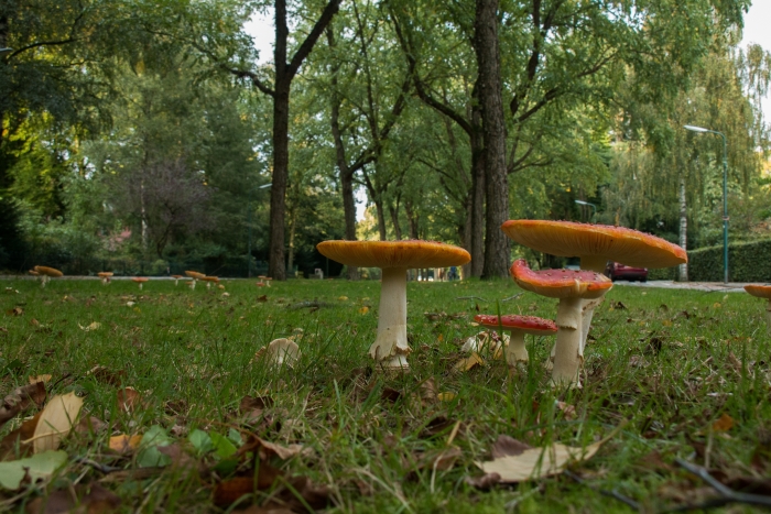 herfst op de Berkenweg Doorn