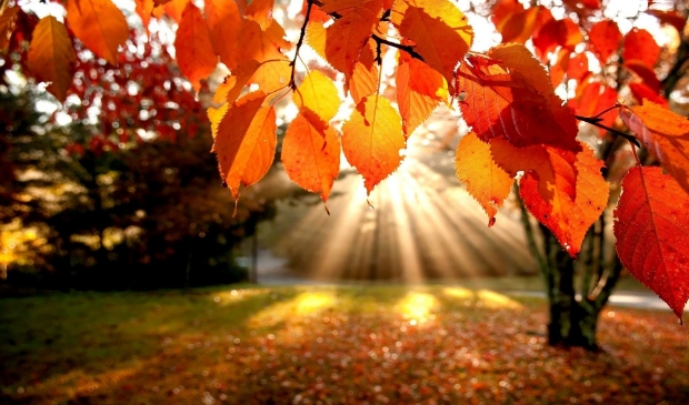 Herfstpracht