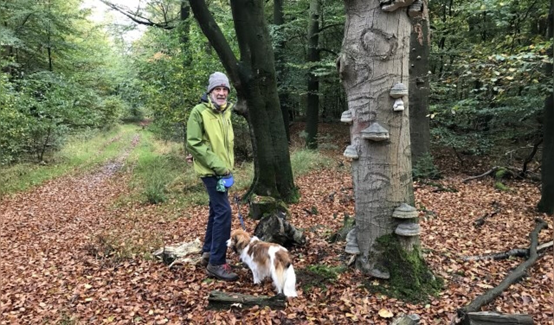 Samen met hond Bente loopt Hans van den Breul dagelijks door het bos. Als Gildegids neemt hij vaak groepen belangstellenden mee op pad. Op de dode beuk een grote hoeveelheid tondelzwammen.