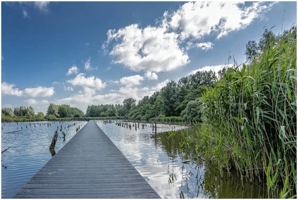 Het verdronken bos