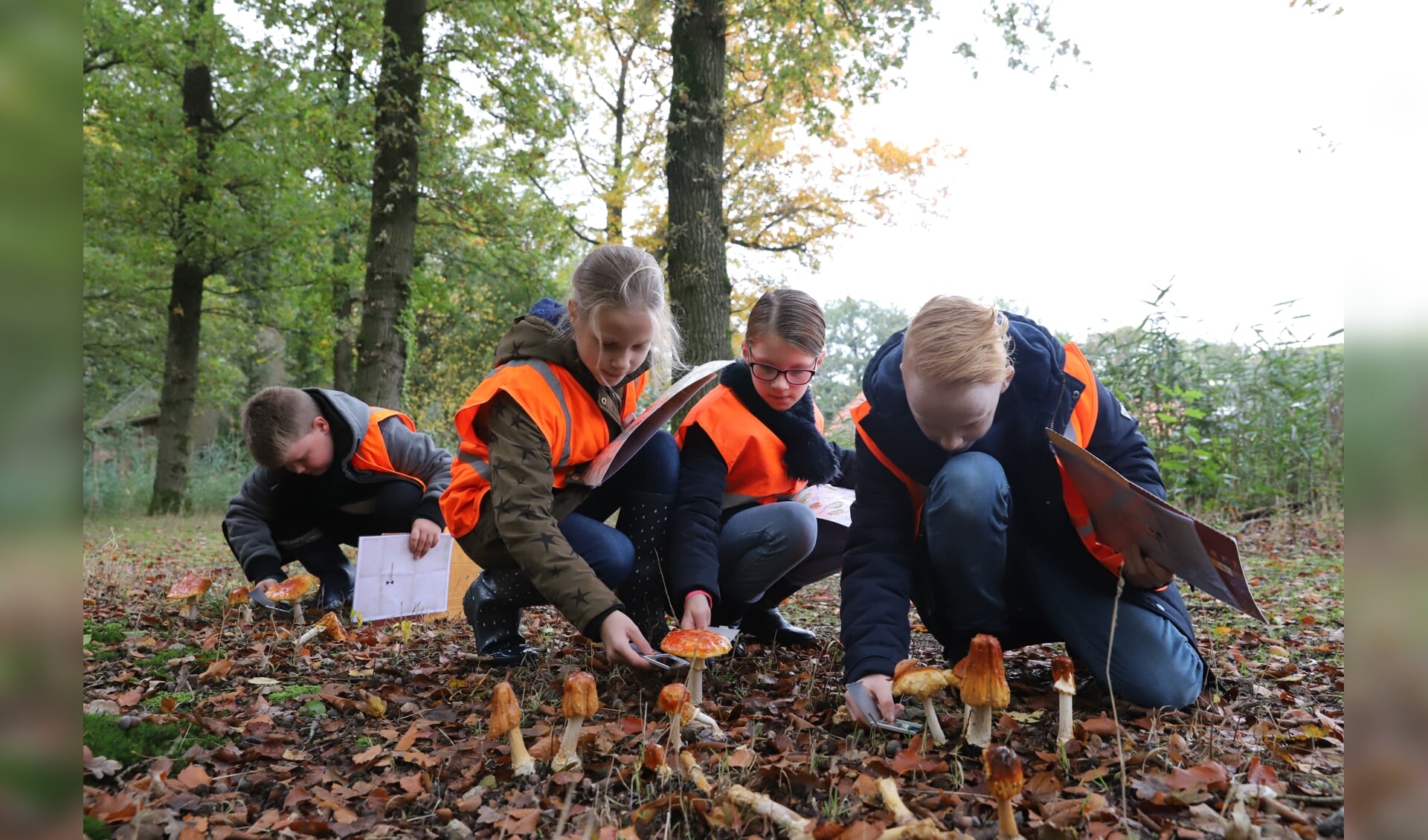 paddenstoelen in overvloed