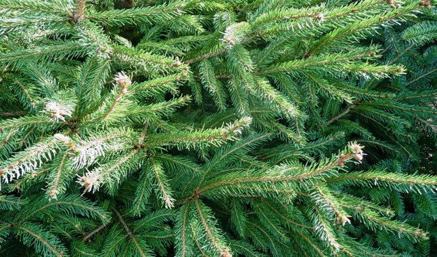 Wie heeft er een kerstboom over?