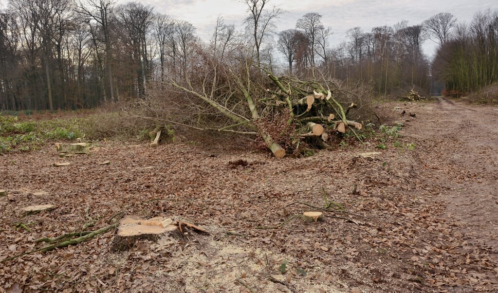 Geldersch Landschap kapte eind 2016 ruim 200 bomen, om het gebied de oude waarde terug te geven.