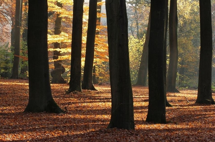 Bos Stoutenburg
