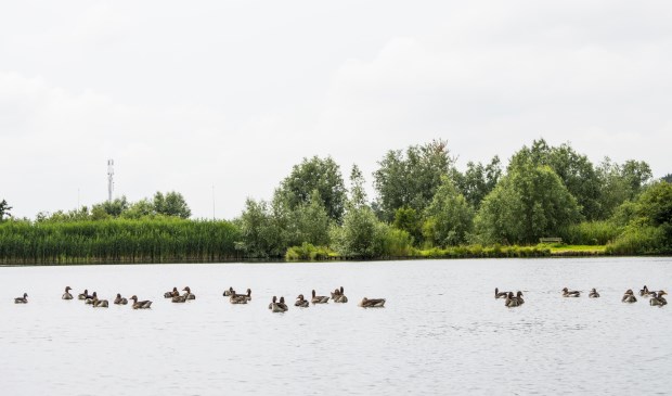 Watervogels bij Ouderkerkerplas.