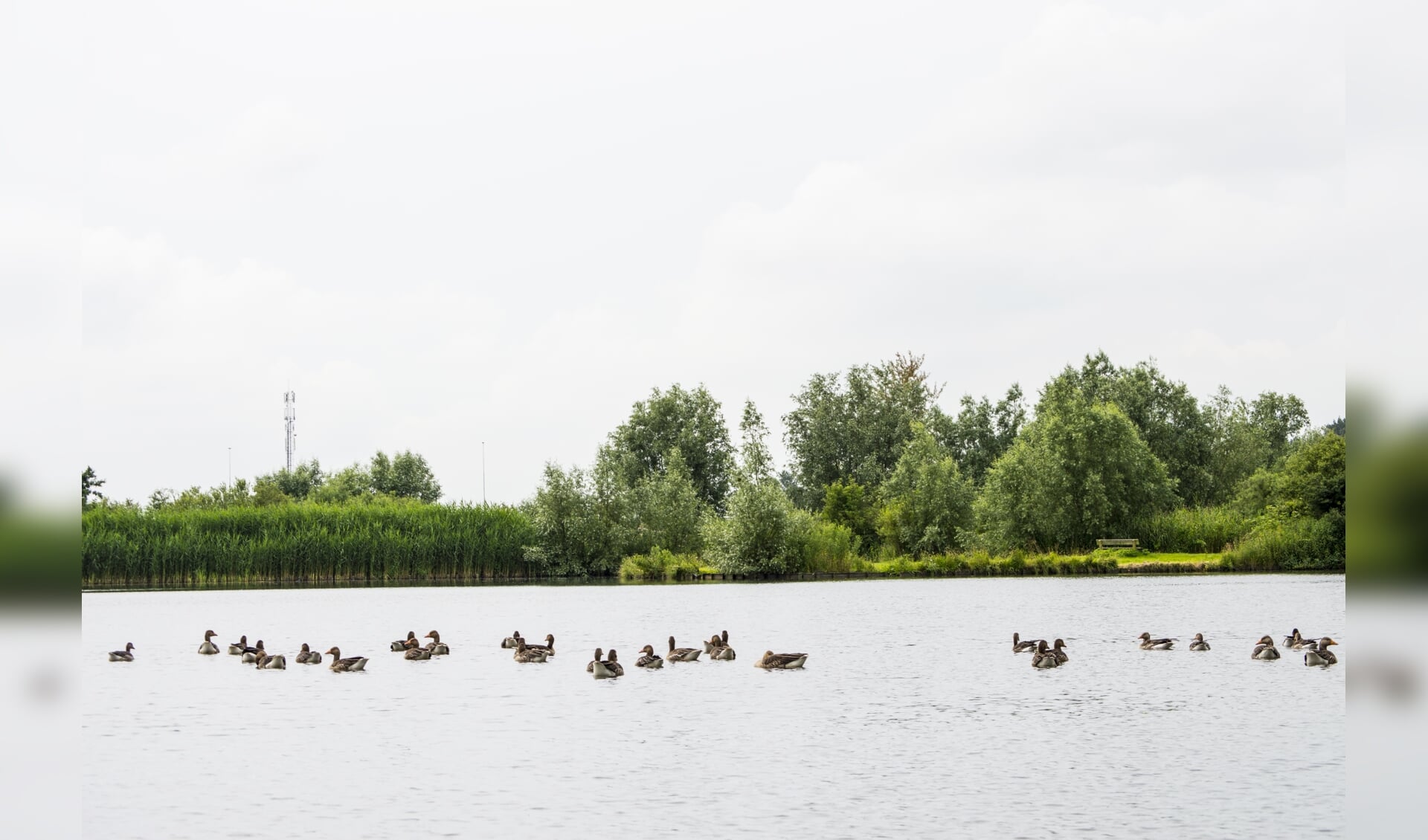 Watervogels bij Ouderkerkerplas.