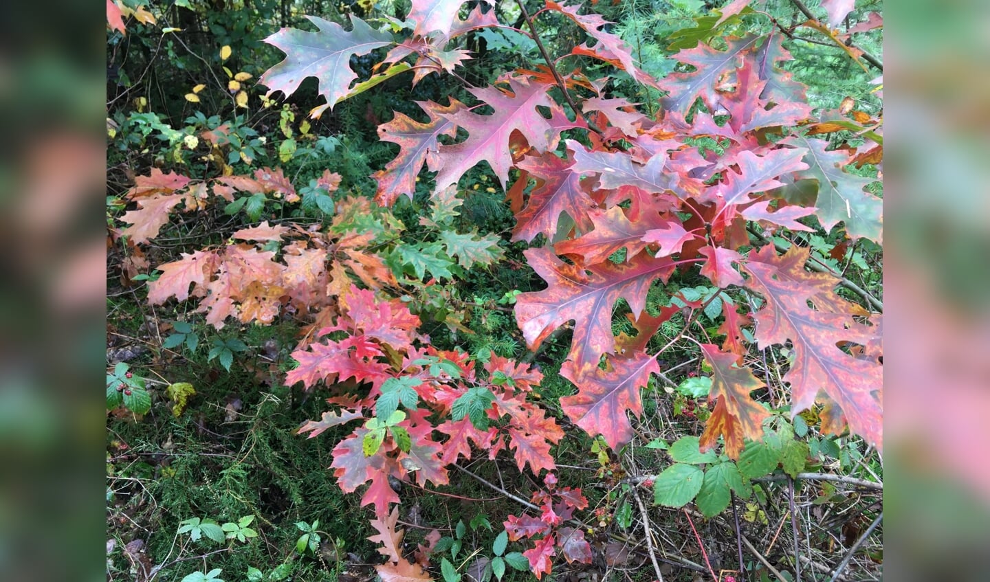 Mooi rood gekleurde bladeren