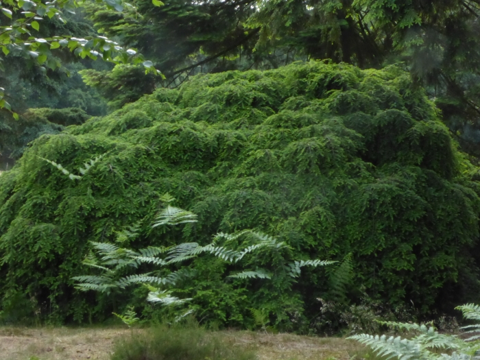 Pinetum
