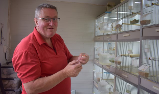 Baarnaar Hans Knotters is één van de deelnemers met zijn zebravinken.
