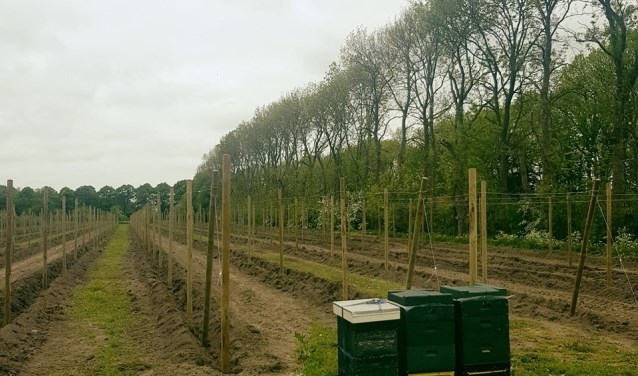 Nieuwe boomgaard op de Olmenhorst