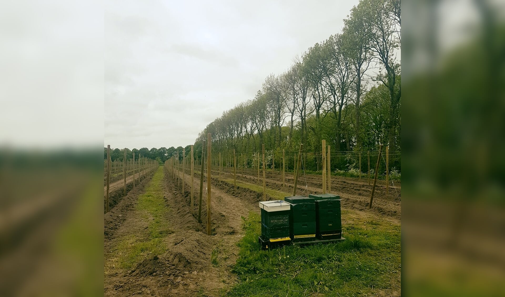 Nieuwe boomgaard op de Olmenhorst