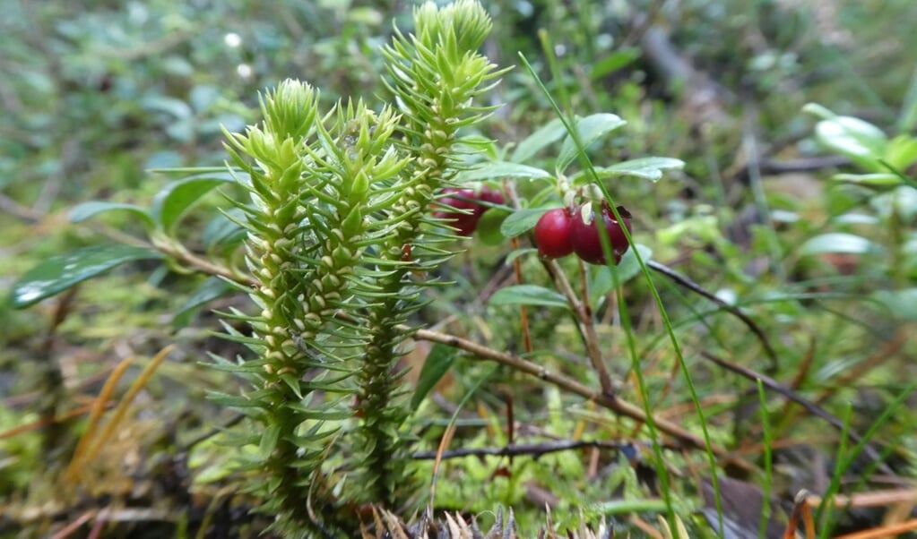 Tussen rode bosbes groeit dennenwolfsklauw, met op de blaadjes sporendoosjes.