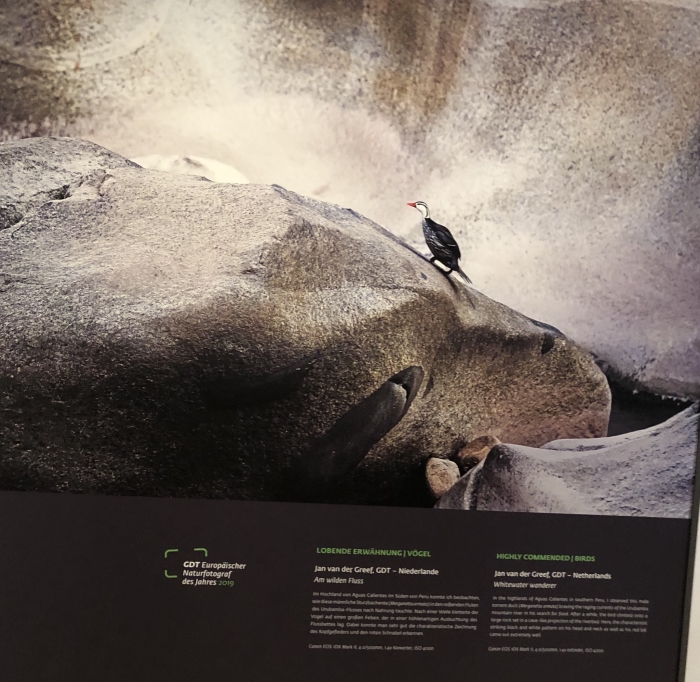 Prijswinnende foto bergbeekeend in Peru van Jan van der Greef