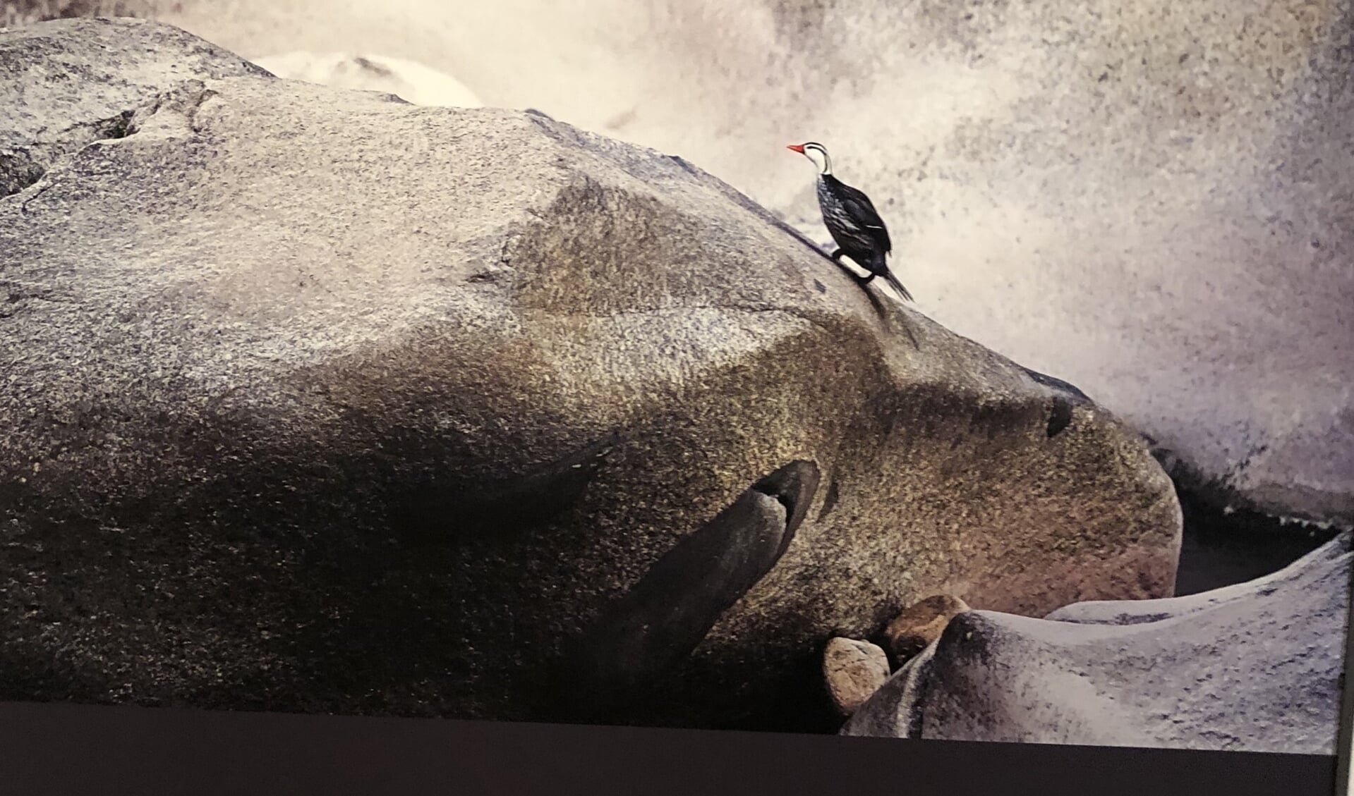 Prijswinnende foto bergbeekeend in Peru van Jan van der Greef 