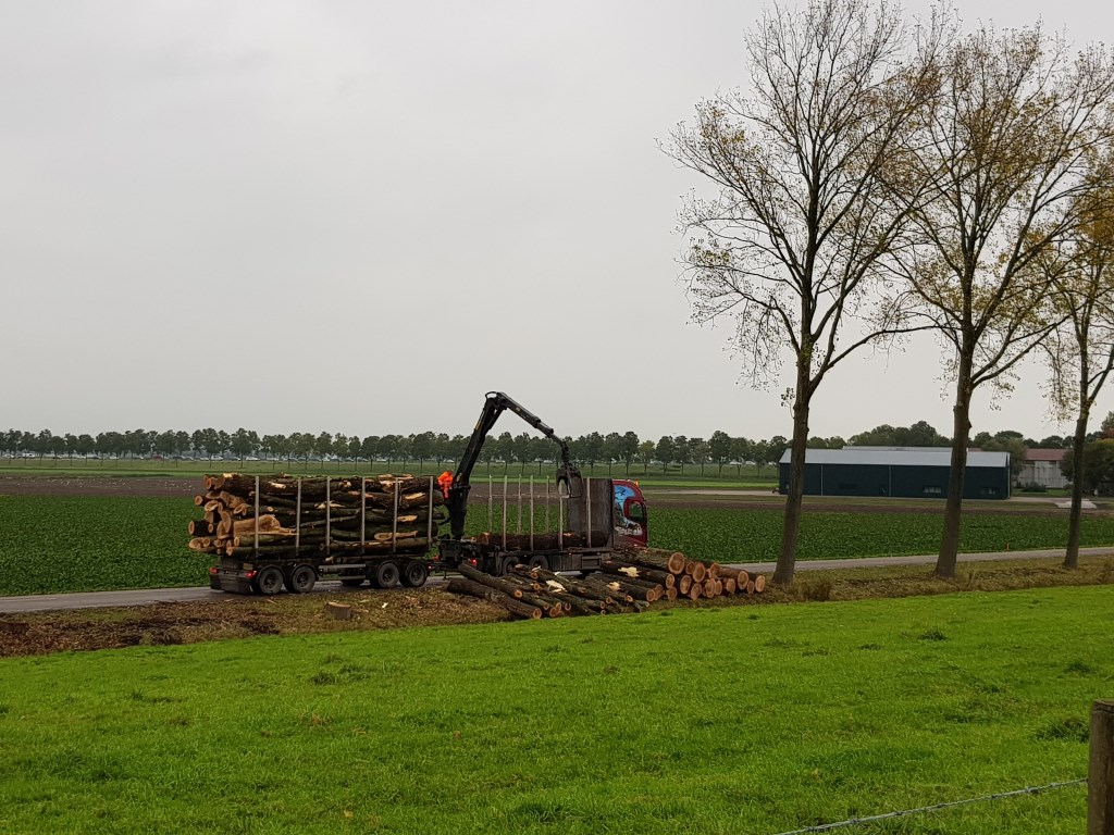 Bomenkap Weteringbrug.