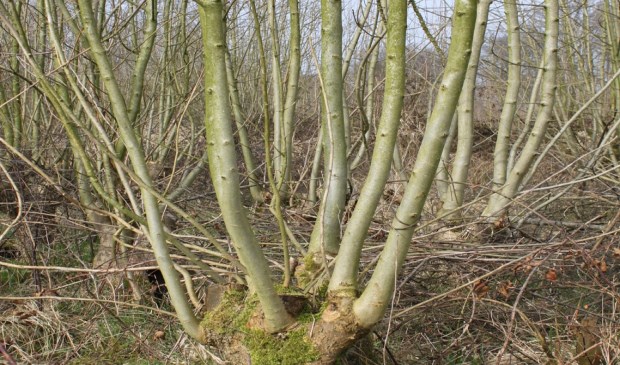 Essenhakhout op landgoed Kolland is een voor Bunnik nabij Natura 2000 gebied