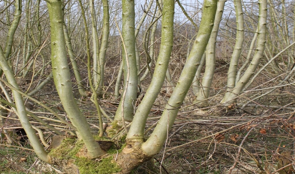 Essenhakhout op landgoed Kolland is een voor Bunnik nabij Natura 2000 gebied