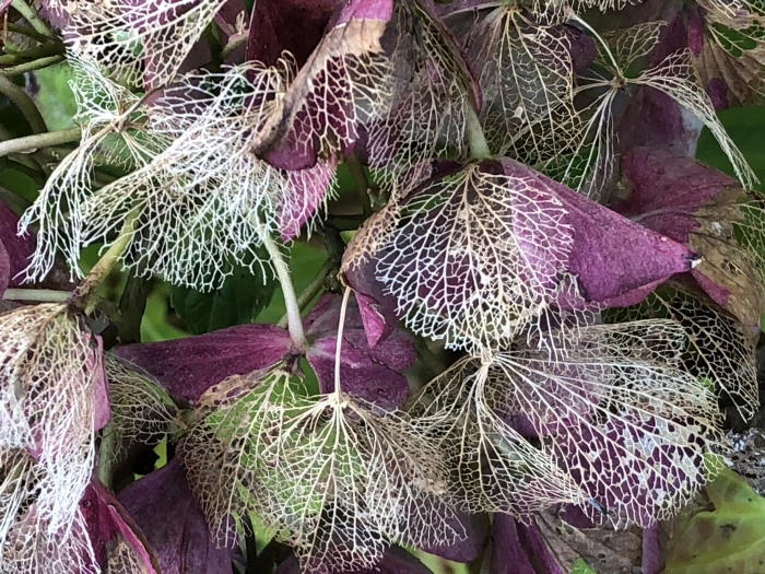 Uitgebloeide hortensia