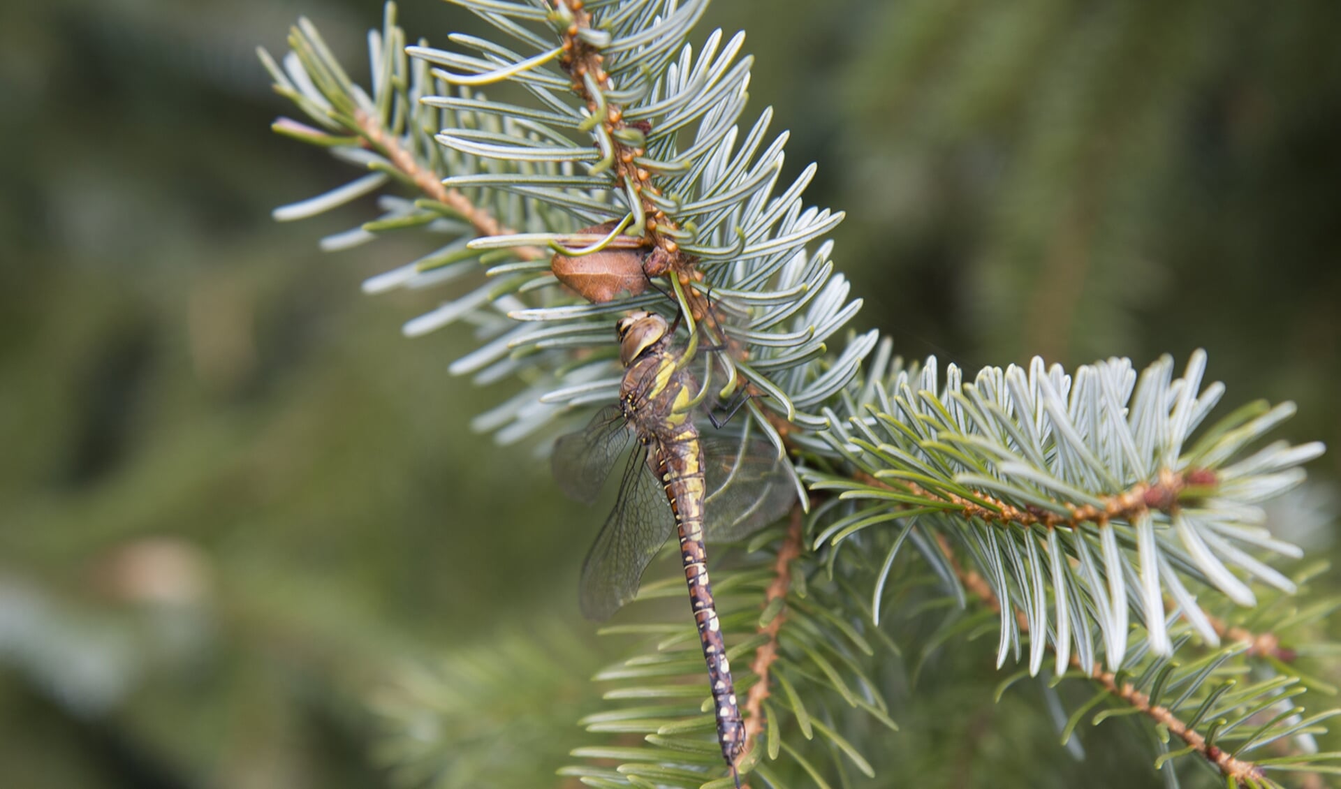 De kerstbomen zijn van het soort Picea Omorika oftewel Servische spar
