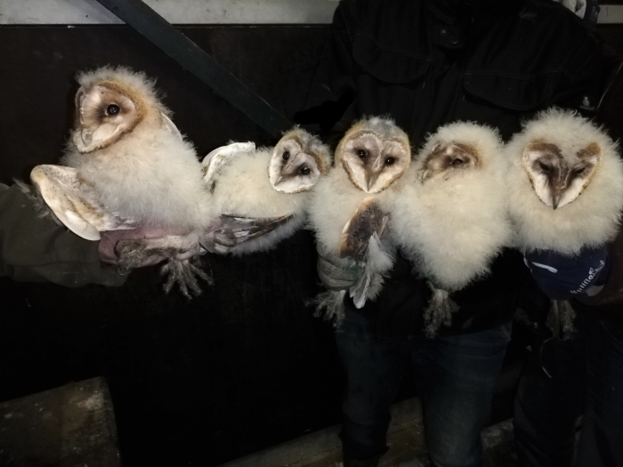 30-10-2019: nog 5 jonge Kerkuilen geringd