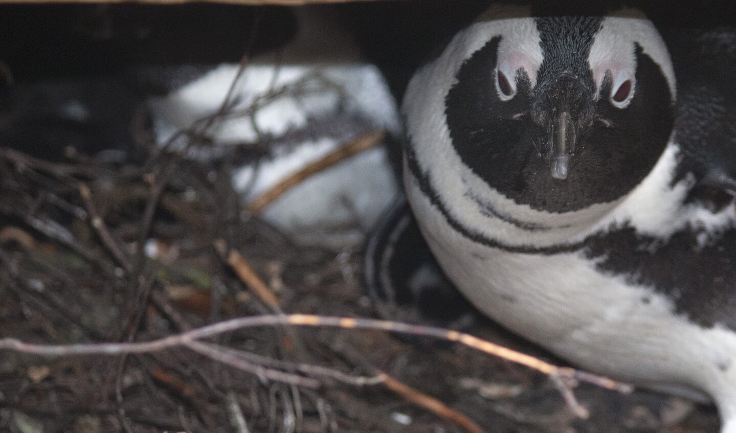 Pinguïn op nest