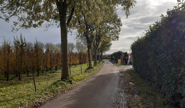 Essen aan de Hollende Wagenweg in Werkhoven worden gekapt