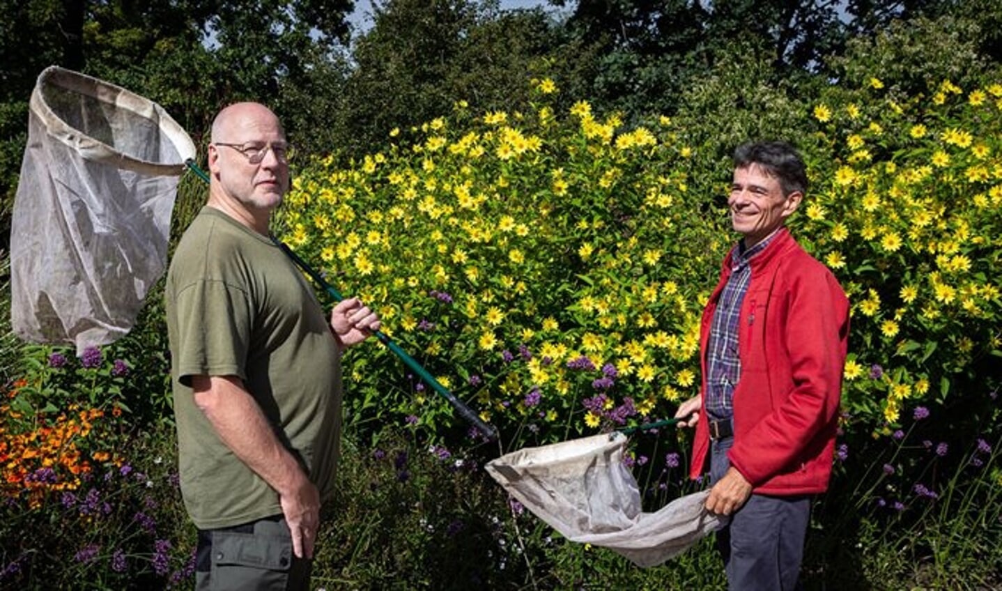 De bijenonderzoekers met schepnet bij bloemrijke vegetatie