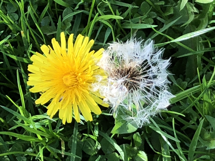 Paardenbloem: nieuw en oud