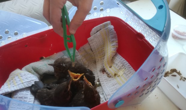 Alleen al het vieren van de vogels vergt elke dag veel tijd.