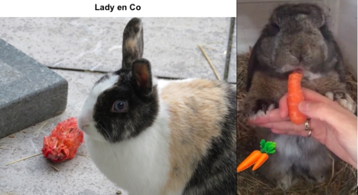 Lady en Co vermiste konijnen
