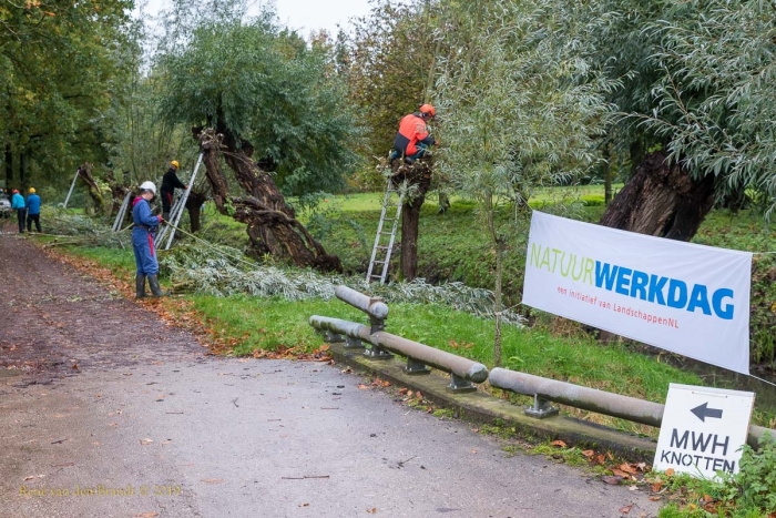 Wilgen knotten rond Werk aan de Waalse Wetering Houtens Nieuws