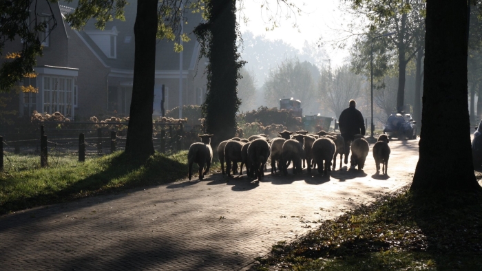 Schapen op de Lange Brinkweg