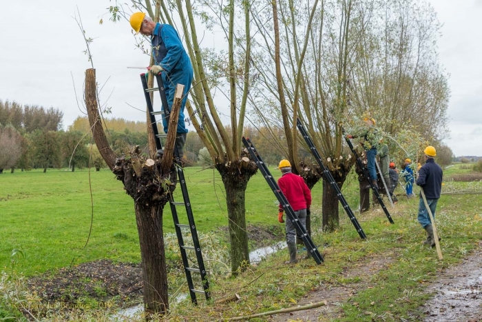 Wilgen knotten rond Werk aan de Waalse Wetering Houtens Nieuws