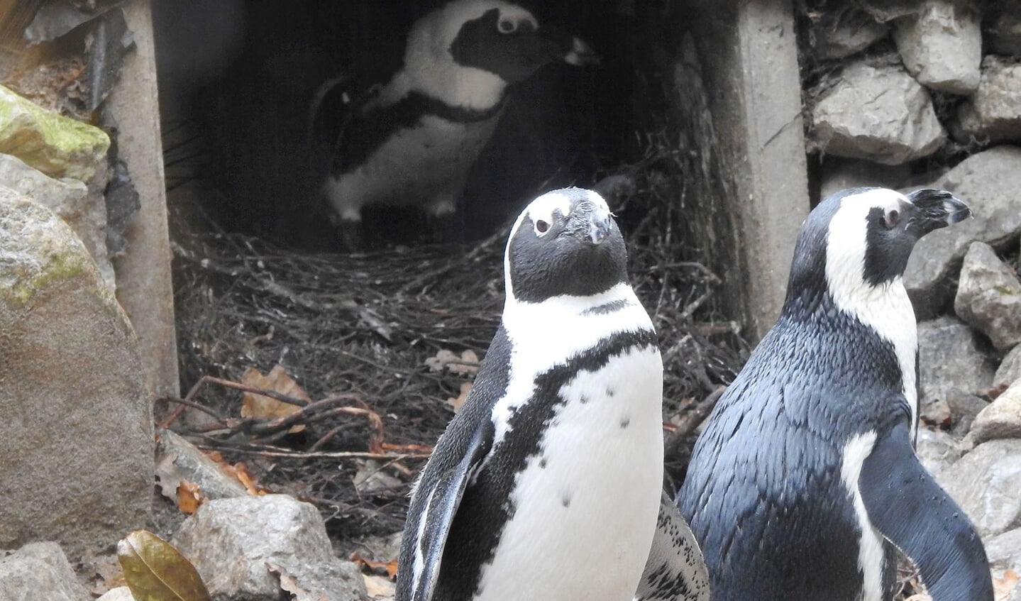 Pinguïnman op nest met soortgenoten
