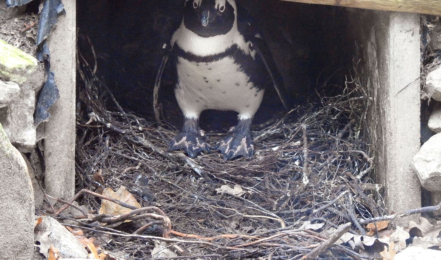 Pinguïnmannetje op het nest