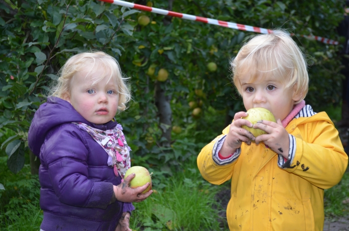 Appels plukken op de Olmenhorst