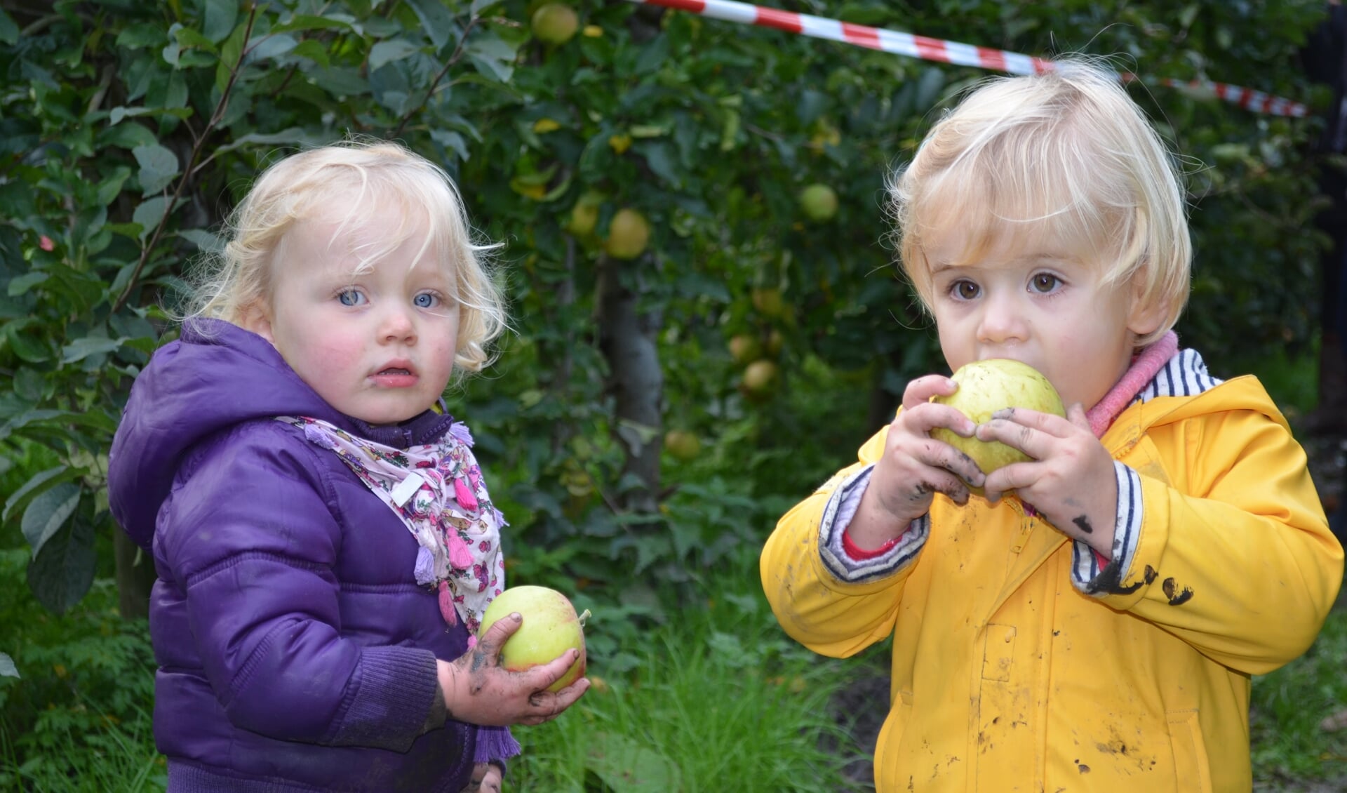 Appels plukken op de Olmenhorst