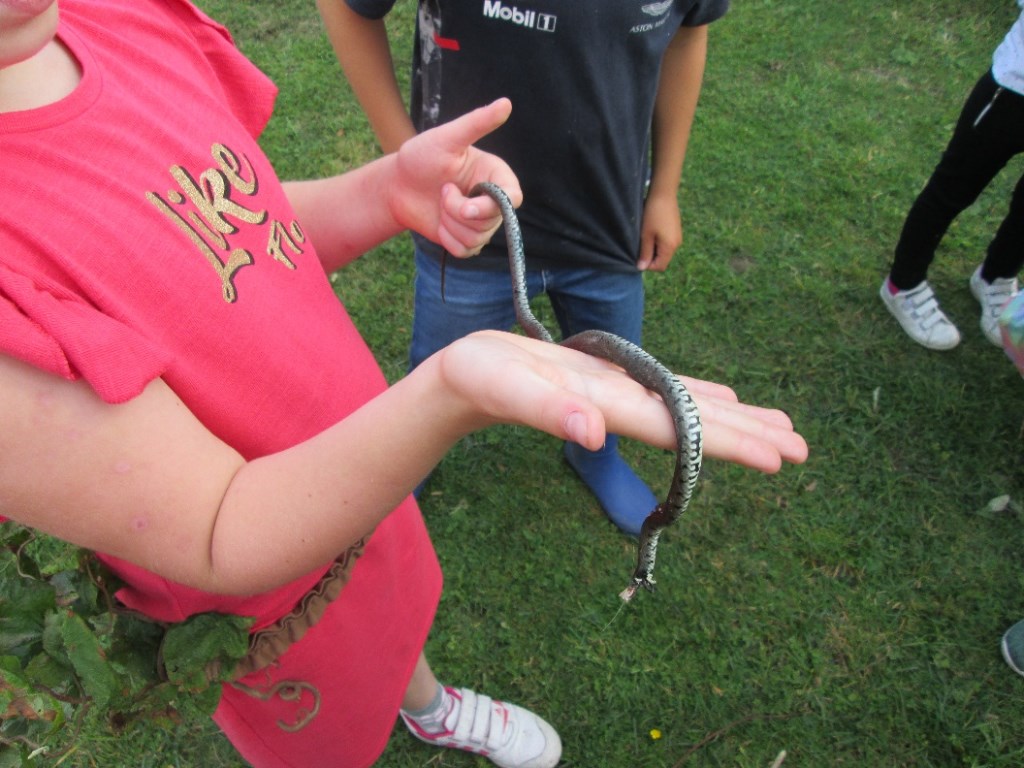 Herfstworkshop: dode ringslang op 't Hemeltje