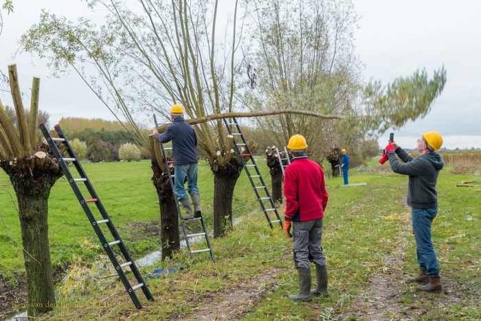 Wilgen knotten rond Werk aan de Waalse Wetering Houtens Nieuws