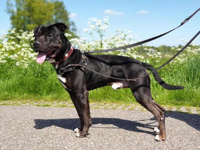 Hond Hero