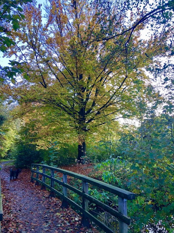 kleurenpracht aan de Linie dijk